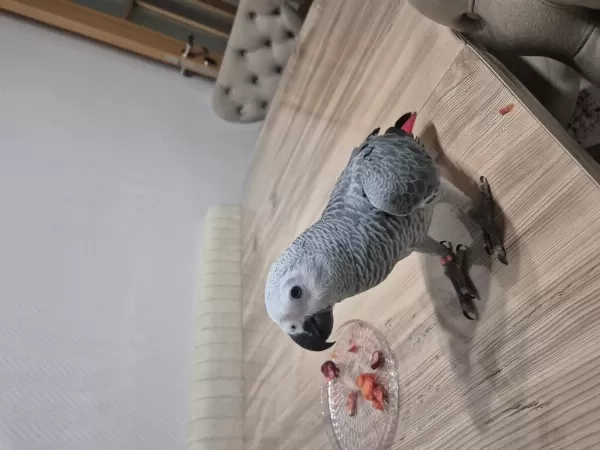 8 Aylık Jako Papağanı
