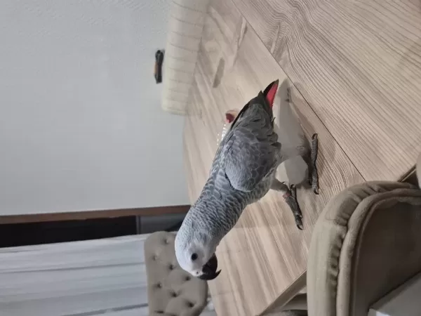 8 Aylık Jako Papağanı