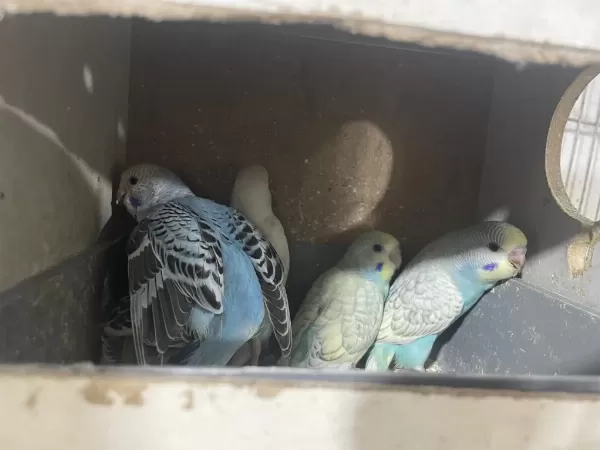 Yeni Yeme Düşen Kuşlar Her Renk Mevcut