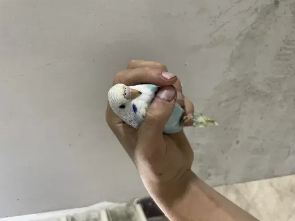 Yeni Yeme Düşen Kuşlar Her Renk Mevcut