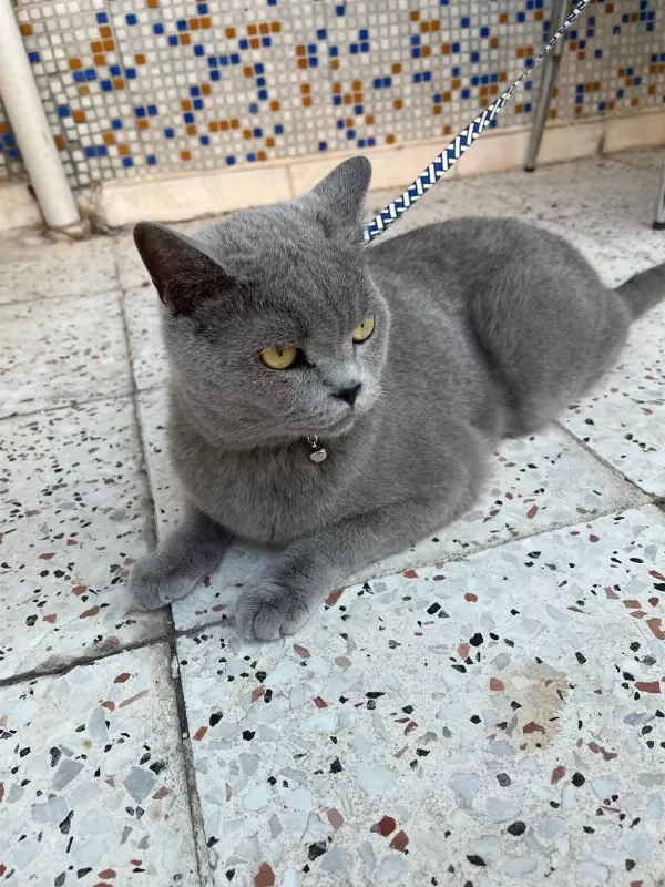 Acil 5 Yaşında Kedimiz