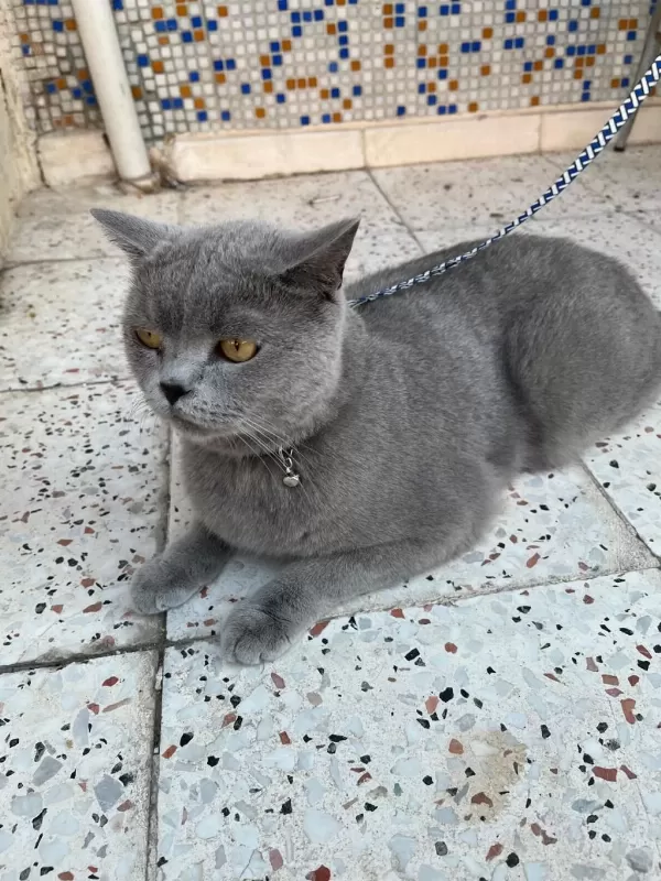 Acil 5 Yaşında Kedimiz