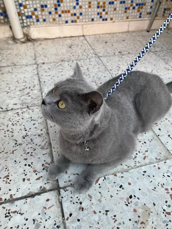 Acil 5 Yaşında Kedimiz