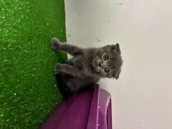 Scottish Fold Kedimiz İçin Ulaşin