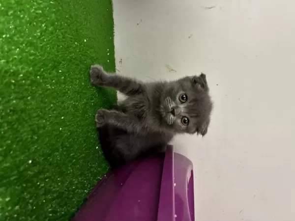 Scottish Fold Kedimiz İçin Ulaşin