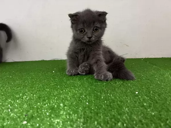 Scottish Fold Yavrulari