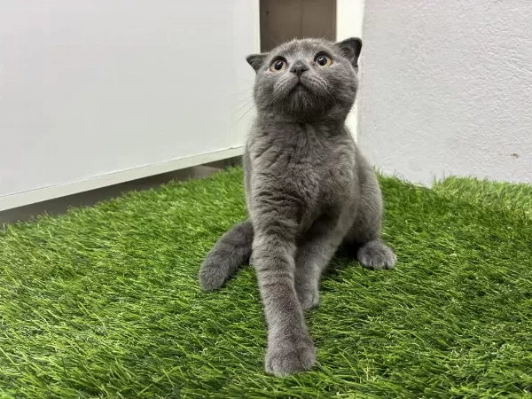 Scottish Fold Yavrulari