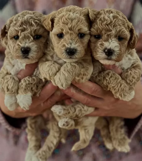 Maltipoo Miniklerimiz