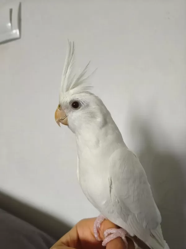 Eğitimli Albino Sultan Papağanı Yavrusu