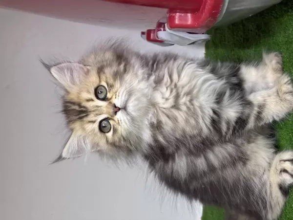 British Golden Longhair