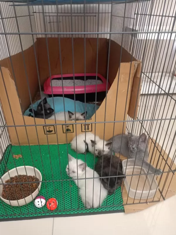 Blue Point Scottish Fold Yavrularimiz Eğitimleri Tam