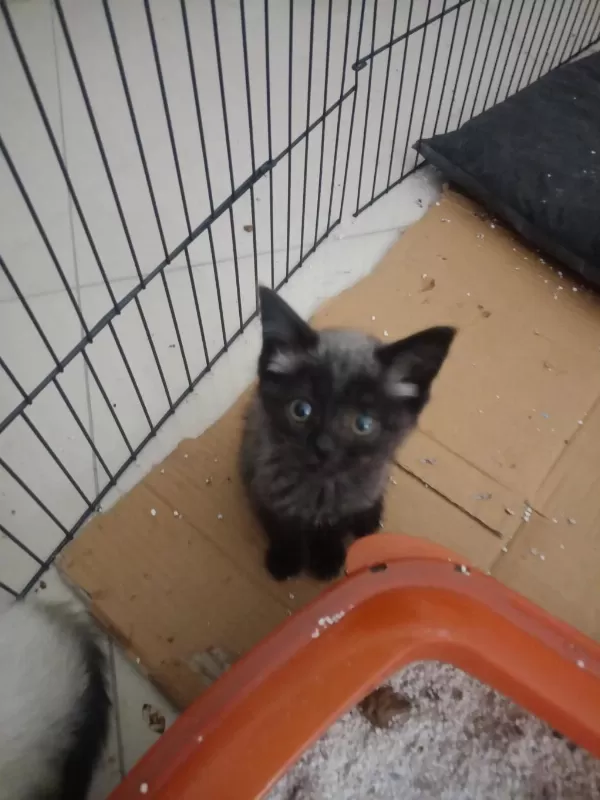 Blue Point Scottish Fold Yavrularimiz Eğitimleri Tam
