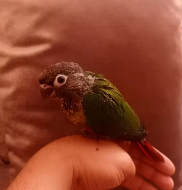 El Besleme Konur Bebek