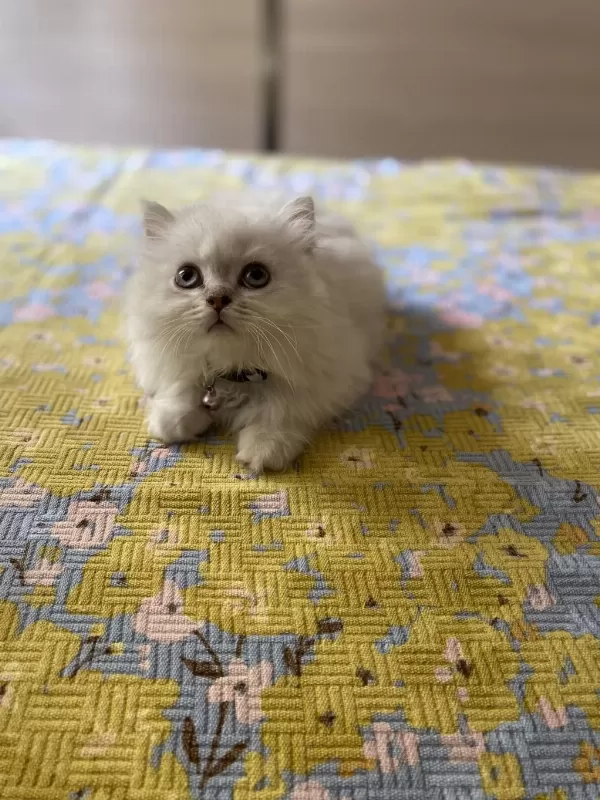 Silver Point British Longhair
