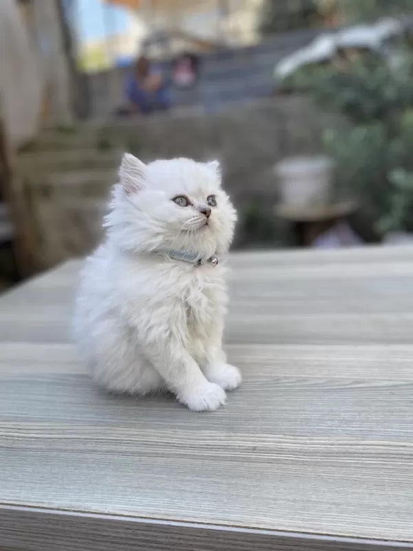 Silver Point British Longhair