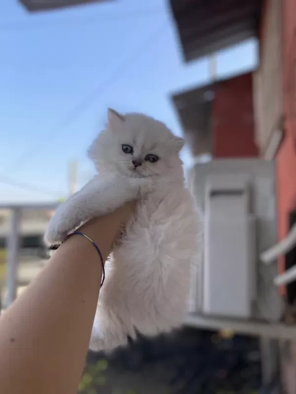 Silver Point British Longhair