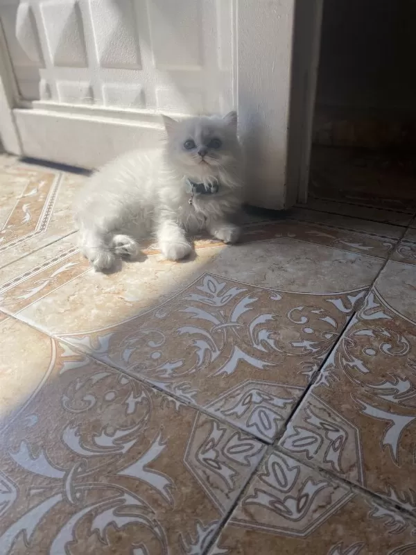 Silver Point British Longhair