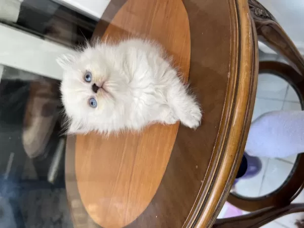 Show Kalite Dişi Erkek Bebek Kediler