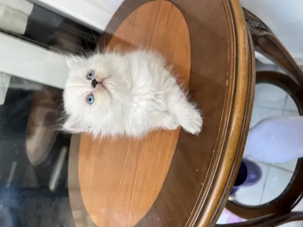Show Kalite Dişi Erkek Bebek Kediler