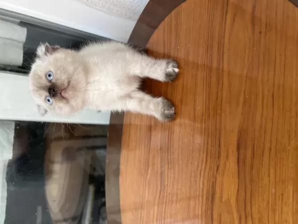 Show Kalite Dişi Erkek Bebek Kediler