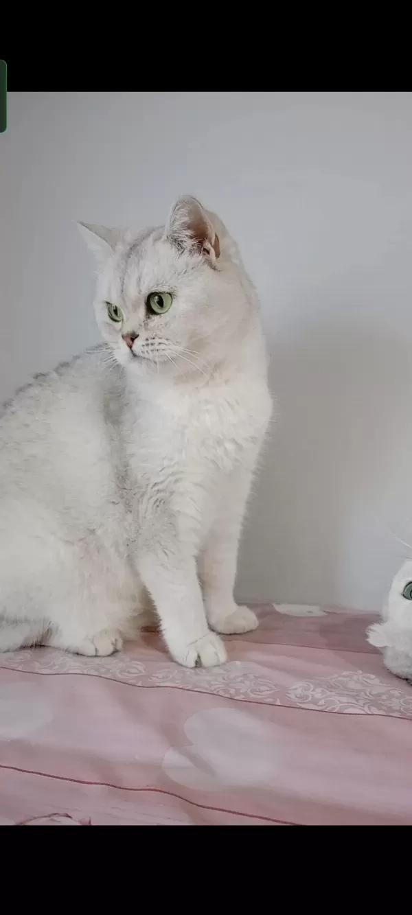 British Shorthair Kedisi (ücretsiz)