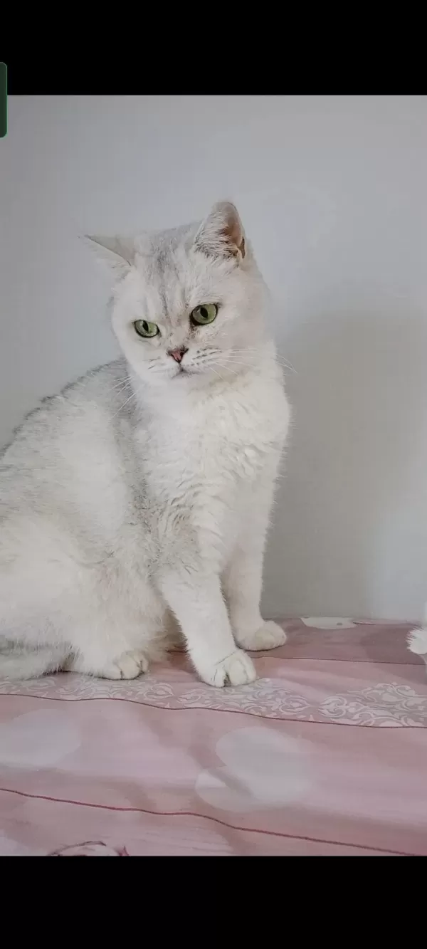 British Shorthair Kedisi (ücretsiz)