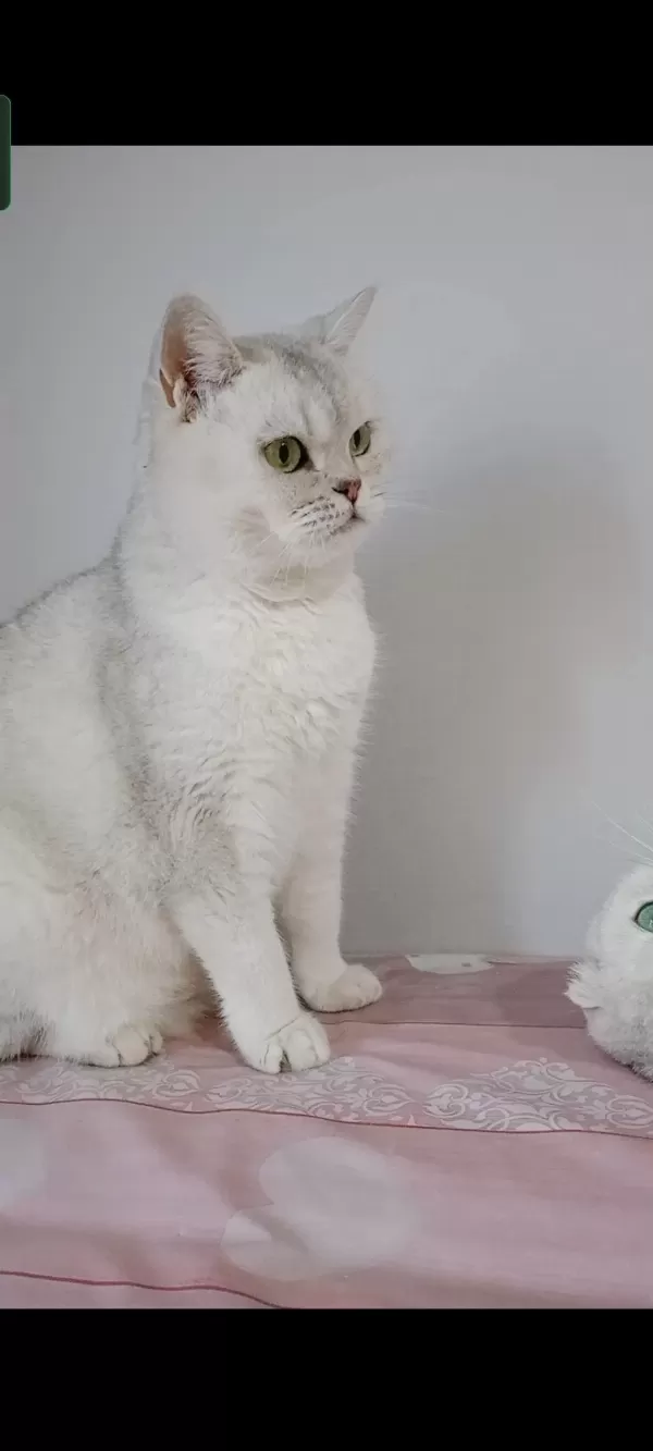 British Shorthair Kedisi (ücretsiz)