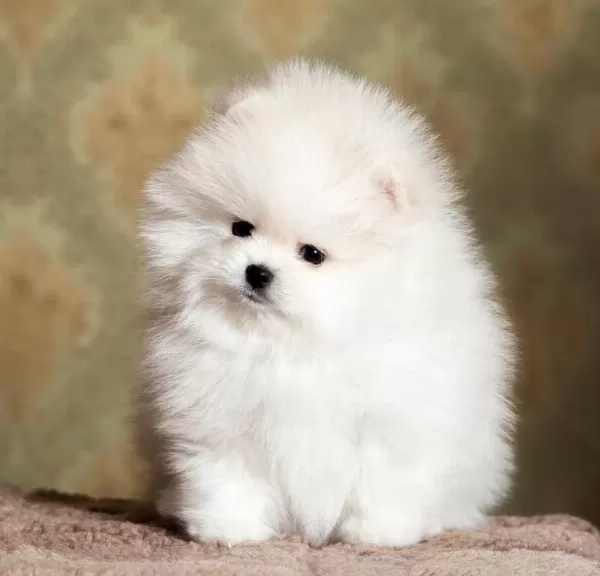 Orijinal Teacup Pomeranian Boo