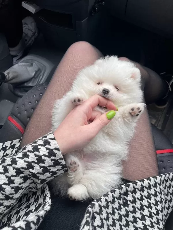 Orijinal Teacup Pomeranian Boo