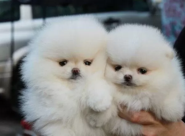 Orijinal Teacup Pomeranian Boo