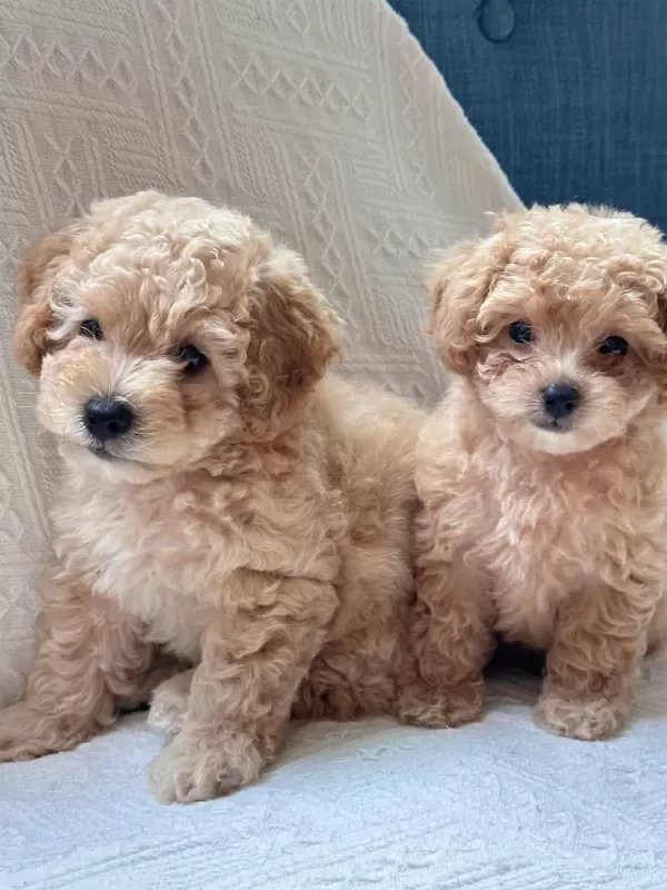 Maltipoo Bebeklerimiz