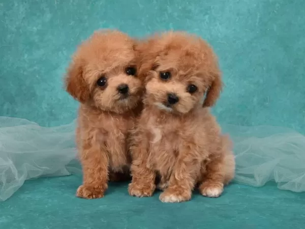 Maltipoo Bebeklerimiz