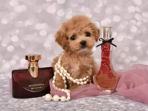 Maltipoo Bebeklerimiz