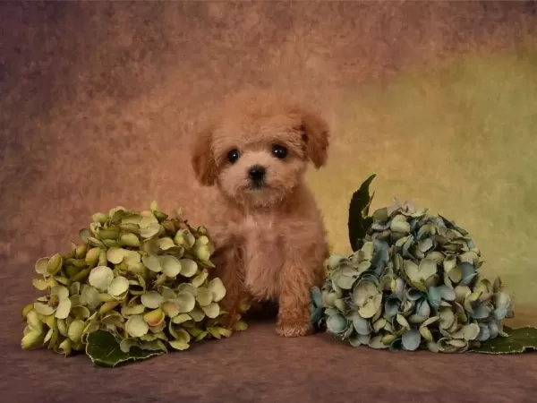 Maltipoo Bebeklerimiz