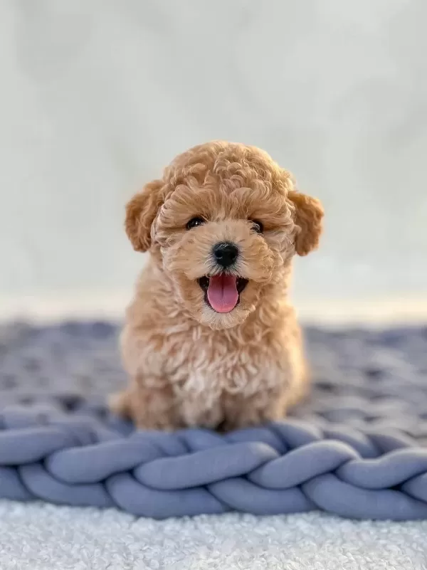 Maltipoo Bebeklerimiz