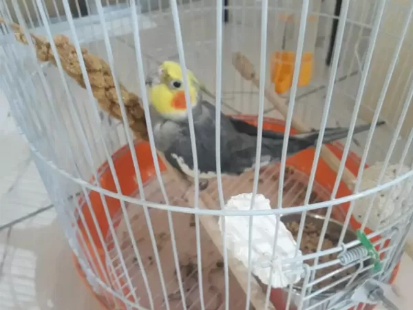 Grey Erkek Sultan Papağanı İlanda