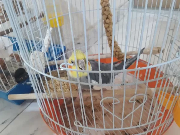 Grey Erkek Sultan Papağanı İlanda