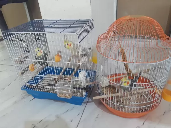 Grey Erkek Sultan Papağanı İlanda