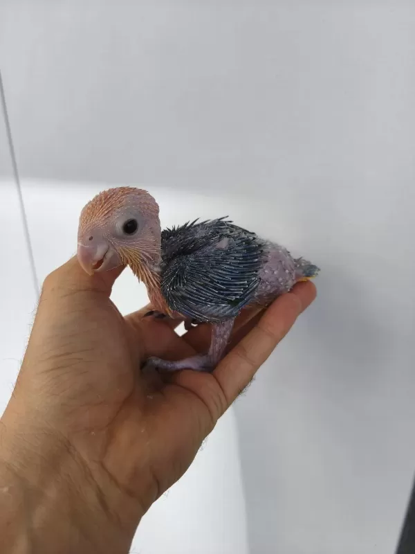 El Besleme Portakal Kafa Caique Bebeklerim