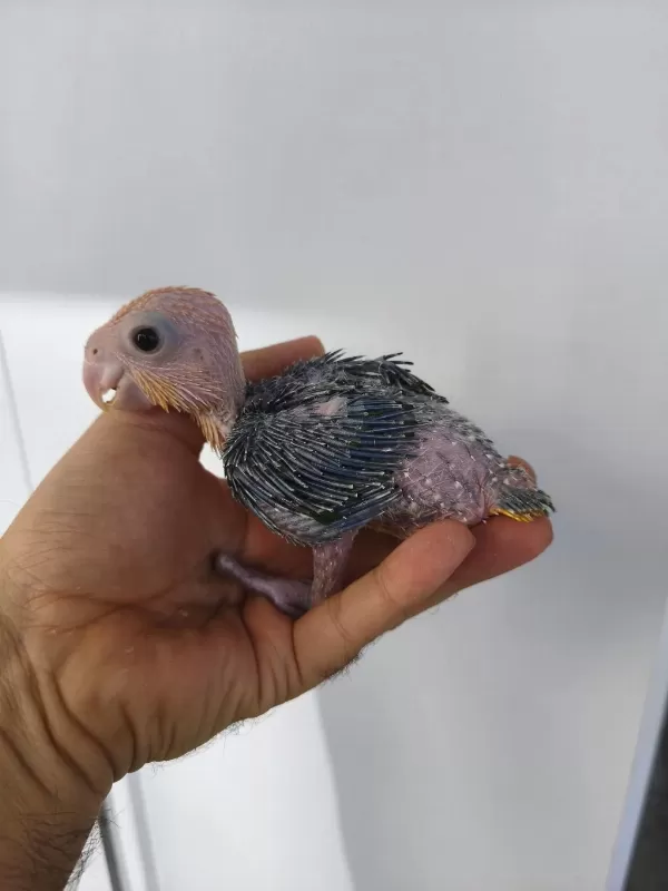El Besleme Portakal Kafa Caique Bebeklerim