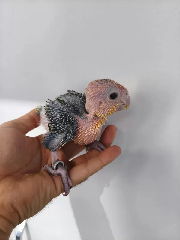 El Besleme Portakal Kafa Caique Bebeklerim
