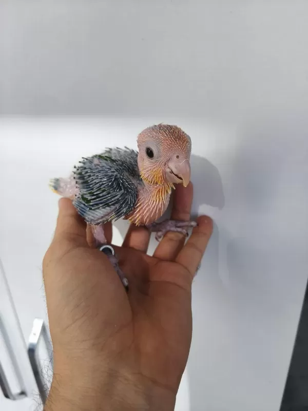 El Besleme Portakal Kafa Caique Bebeklerim