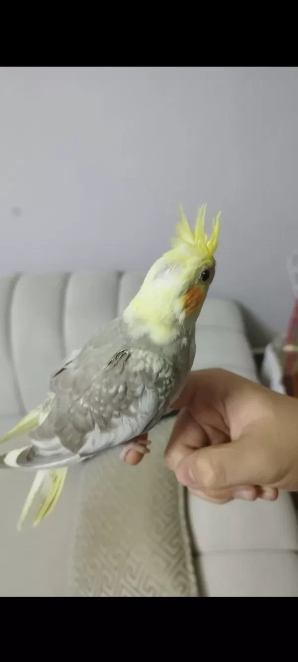 Ele Alışık Evcil Sultan Papağanı Yavruları 1.5 2aylık