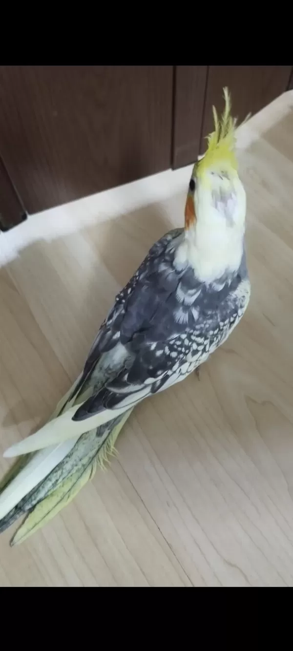 Ele Alışık Evcil Sultan Papağanı Yavruları 1.5 2aylık