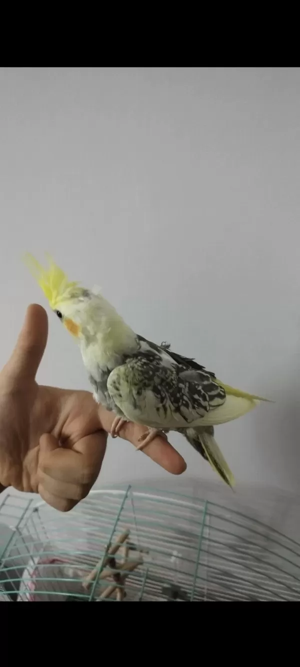 Ele Alışık Evcil Sultan Papağanı Yavruları 1.5 2aylık