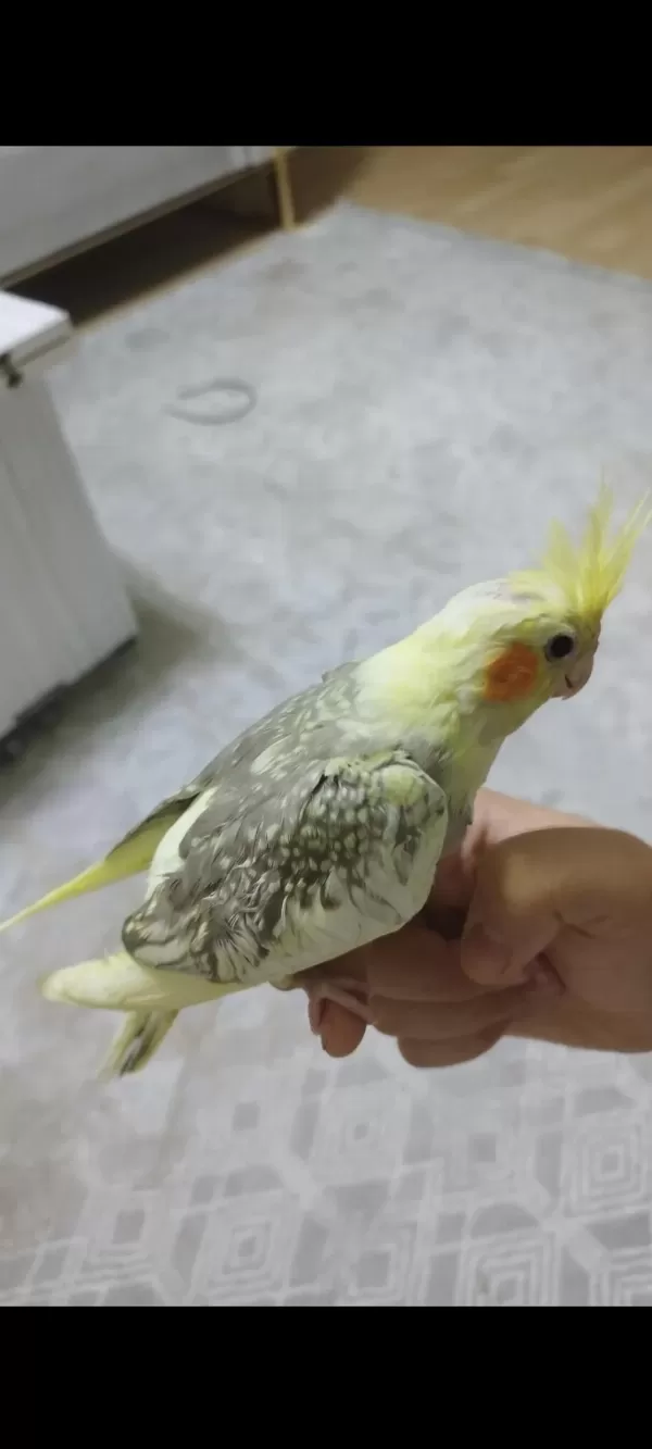Ele Alışık Evcil Sultan Papağanı Yavruları 1.5 2aylık