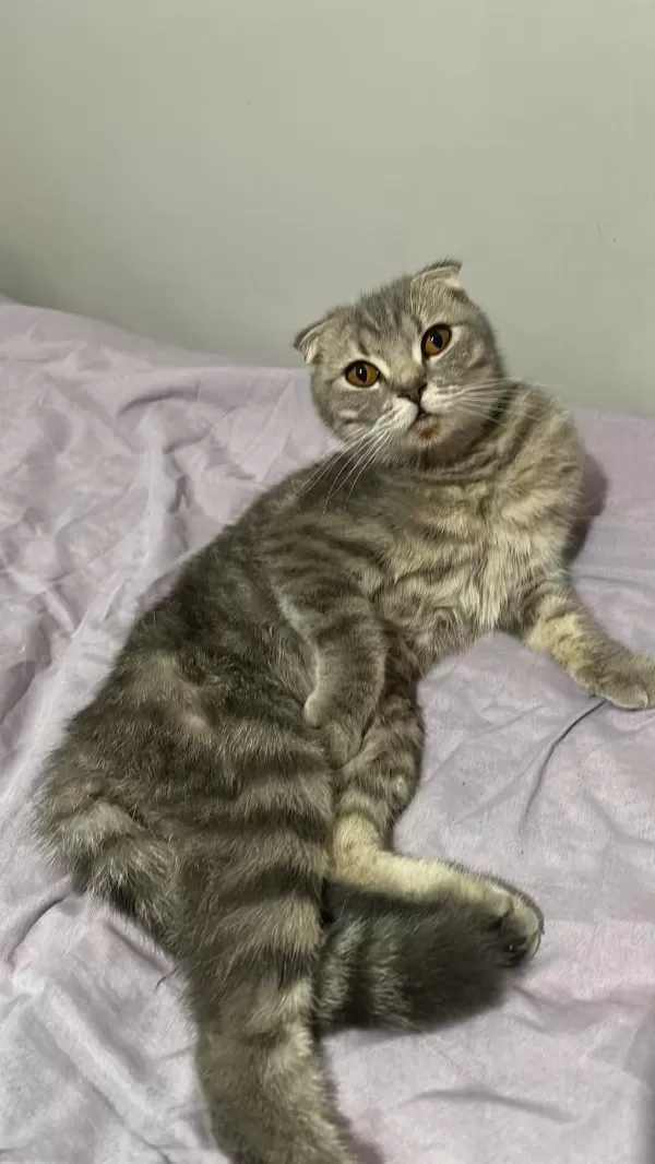 Scottish Fold 7 Aylık Dişi