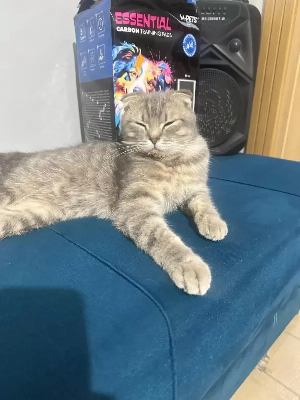 Scottish Fold 7 Aylık Dişi