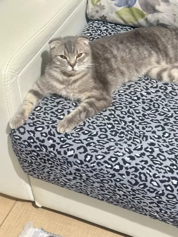 Scottish Fold 7 Aylık Dişi