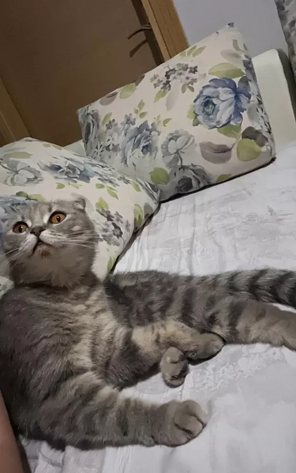 Scottish Fold 7 Aylık Dişi